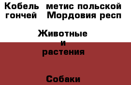 Кобель, метис польской гончей - Мордовия респ. Животные и растения » Собаки   